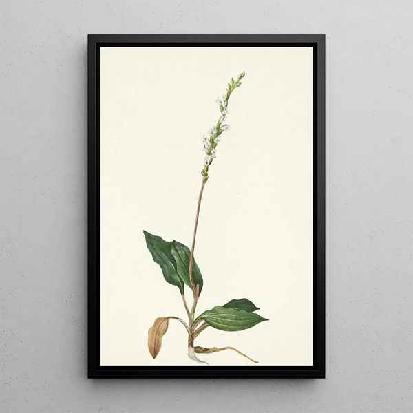 Mary Vaux Walcott - Western Rattlesnakeplantain Peramium decipiens.webp