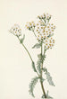 Achillée lanulosa - Mary Vaux Walcott — näkymä teoksesta
