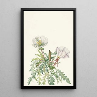 Mary Vaux Walcott - White Dawnrose Pachyloplus marginatus.webp