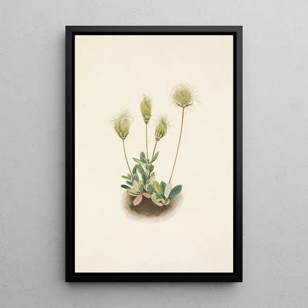 Mary Vaux Walcott - White Dryad fruit Dryas octopetala.webp