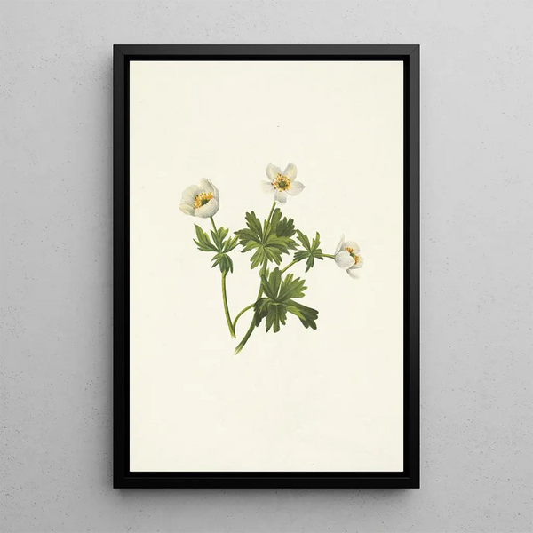 Mary Vaux Walcott - White Globeflower Trollius albiflorus.webp