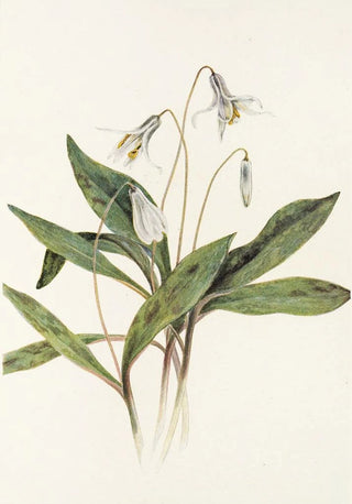 Mary Vaux Walcott - White Troutlily Erythronium albidum.webp