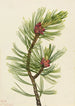valkopuinen mänty Pinus albicaulis - Mary Vaux Walcott — näkymä teoksesta
