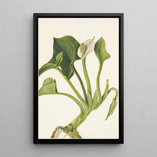 Mary Vaux Walcott - Wild Calla Calla palustris.webp