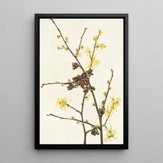 Mary Vaux Walcott - Witchhazel Hamamelis virginiana (Case Conflict).webp
