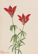 Lis des bois Lilium philadelphicum - Mary Vaux Walcott — näkymä teoksesta