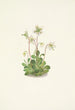 Nymphe des bois Moneses uniflora - Mary Vaux Walcott — näkymä teoksesta