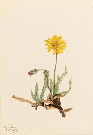 Mary Vaux Walcott - Woolly Agoseris Agoseris villosa.webp