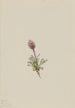 Vergerette laineuse Erigeron lanatus - Mary Vaux Walcott — näkymä teoksesta