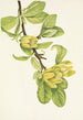 Magnolia cordé Magnolia cordata - Mary Vaux Walcott — näkymä teoksesta