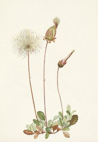 Mary Vaux Walcott - Yellow Dryad fruit Dryas drummondii.webp