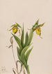 Sabot de Vénus jaune Cypripedium parviflorum - Mary Vaux Walcott — näkymä teoksesta