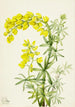 Lupin jaune Lupinis arboreus - Mary Vaux Walcott — näkymä teoksesta