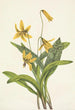 Keltainen Erythronium americanum - Mary Vaux Walcott — näkymä teoksesta