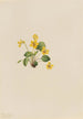 Keltainen orvokki Viola orbiculata - Mary Vaux Walcott — näkymä teoksesta
