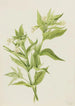 Keltainen Epilobium lutem - Mary Vaux Walcott — näkymä teoksesta