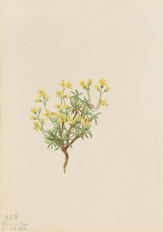 Mary Vaux Walcott - Yellow Willow Grass.webp