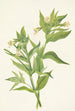 Keltainen Epilobium lutem - Mary Vaux Walcott — näkymä teoksesta