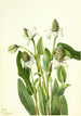 Yerba mansa Anemopsis californica - Mary Vaux Walcott — näkymä teoksesta