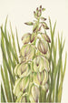 Yucca Yucca baileyi - Mary Vaux Walcott — näkymä teoksesta