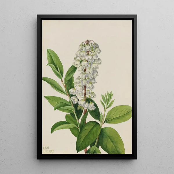 Mary Vaux Walcott - Zenobia Zenobia cassinifolia.webp
