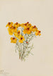 Zinnia Zinnia grandiflora - Mary Vaux Walcott — näkymä teoksesta