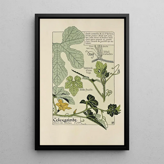 Maurice Pillard Verneuil - Coloquinte.webp