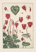 Cyclamen - Maurice Pillard Verneuil — näkymä teoksesta