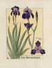 Iris germanique - Maurice Pillard Verneuil — näkymä teoksesta