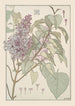 Lilas - Maurice Pillard Verneuil — näkymä teoksesta