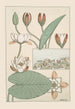 Nénuphar - Maurice Pillard Verneuil — näkymä teoksesta