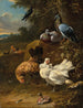 Poulets et pigeons dans un paysage - Melchior d'Hondecoeter — näkymä teoksesta