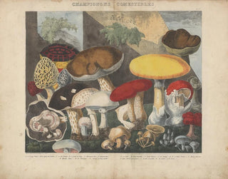 Michel Etienne Descourtilz - Atlas  Des champignons comestibles suspects et vnneux Pl01.webp