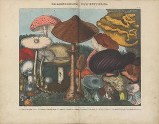 Michel Etienne Descourtilz - Atlas  Des champignons comestibles suspects et vnneux Pl03.webp