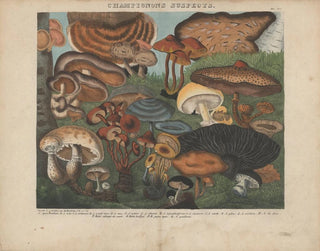 Michel Etienne Descourtilz - Atlas  Des champignons comestibles suspects et vnneux Pl05.webp