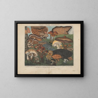Michel Etienne Descourtilz - Atlas  Des champignons comestibles suspects et vnneux Pl05.webp