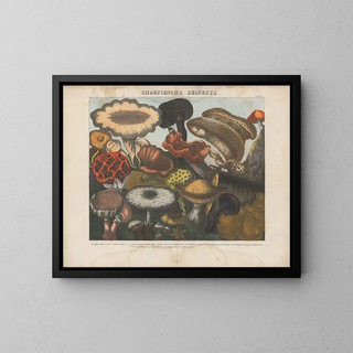 Michel Etienne Descourtilz - Atlas  Des champignons comestibles suspects et vnneux Pl06.webp