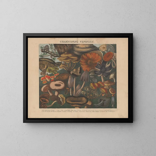 Michel Etienne Descourtilz - Atlas  Des champignons comestibles suspects et vnneux Pl09.webp