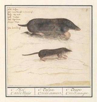 Mol Talpa europaea et musaraigne Soricidae 1a Mol 2a aerde Muijs - Anselmus Botius de Boodt