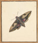 Un papillon de nuit - Nicolaas Struyk — näkymä teoksesta