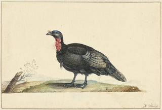 Nicolaas Struyk - Vogel met zwarte veren en een rode krop staande naar links.webp
