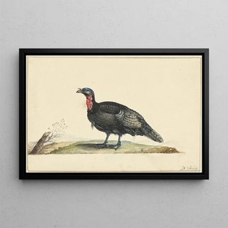Nicolaas Struyk - Vogel met zwarte veren en een rode krop staande naar links.webp