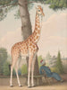 X Étude de la girafe offerte à Charles X par le vice-roi d'Égypte - Nicolas Huet le Jeune — näkymä teoksesta