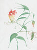 Lys grimpant Gloriosa superba - Nicolas Robert — näkymä teoksesta