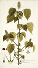 Acalypha alopecuroidea - Nikolaus Joseph Freiherr von Jacquin — näkymä teoksesta