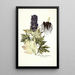 Aconitum tauricum - Nikolaus Joseph Freiherr von Jacquin — kehystetty taideteos seinällä