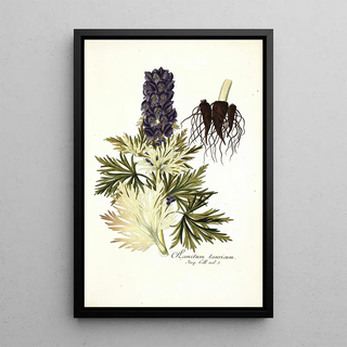 Nikolaus Joseph Freiherr von Jacquin - Aconitum tauricum.webp