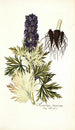 Aconitum tauricum - Nikolaus Joseph Freiherr von Jacquin — näkymä teoksesta
