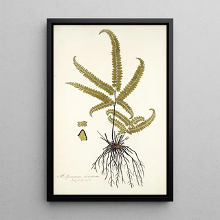 Nikolaus Joseph Freiherr von Jacquin - Adiantum striatum.webp