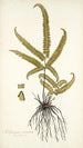 Adiantum striatum - Nikolaus Joseph Freiherr von Jacquin — näkymä teoksesta